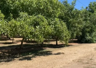 20-Year-Old Howard Walnut Orchard