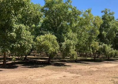 7 acre walnut orchard with great Class1 soil