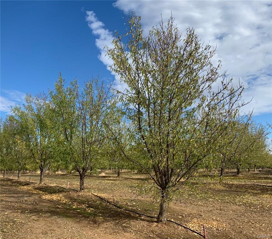 rows of trees in the orchard