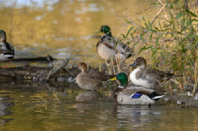 A picture of Mallard Ducks in the water