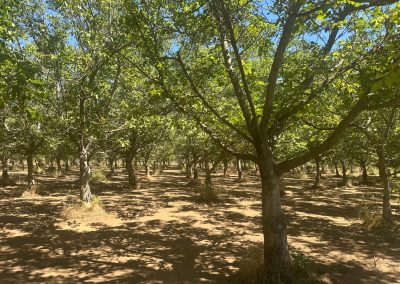 23.4+/- Acres of Residential Development Potential in Gridley